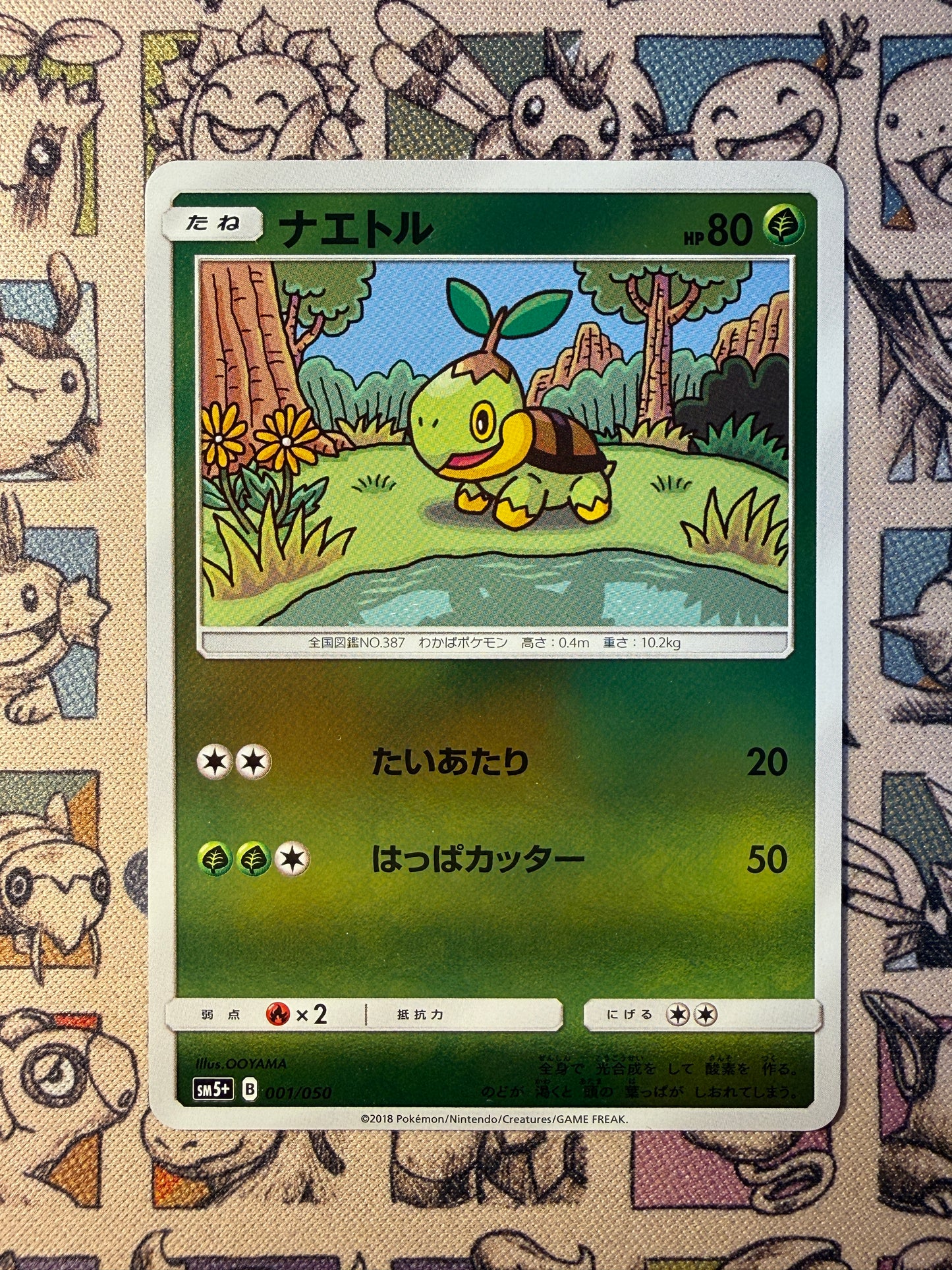 Tortipouss 1 Ultra Force REVERSE